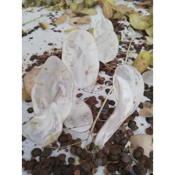 Sedef (Para) Çiçeği Tohumu