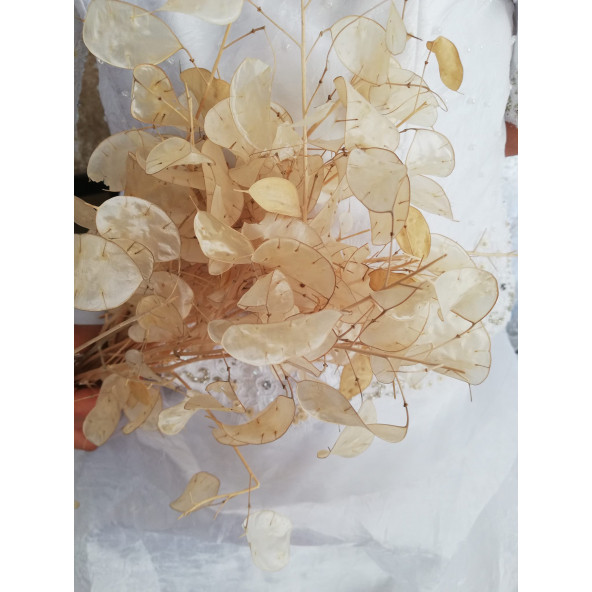 Sedef (Para) Çiçeği Tohumu - 2