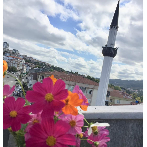 Kosmoz Çiçeği Tohumu - 2