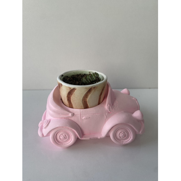 Pembe Arabalı Crossula Sukulent