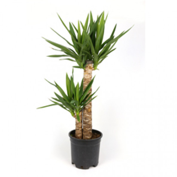 YUKKA (Yucca) - 2