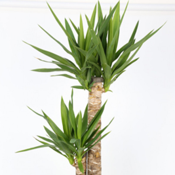 YUKKA (Yucca) - 3