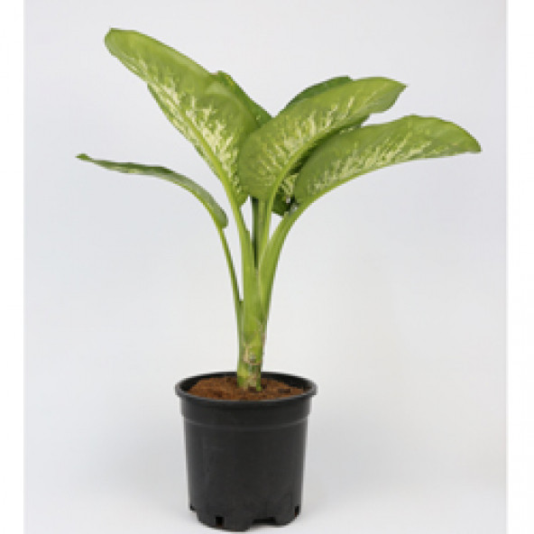 Difenbahya(Dieffenbachia): - 2