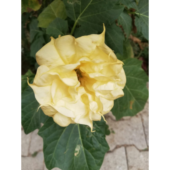 Sarı Datura çiçeği tohumu