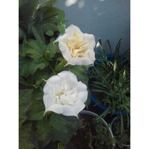 Beyaz Datura çiçeği tohum