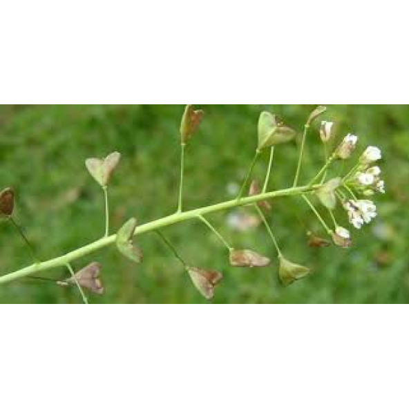 Çoban Çantası tohum