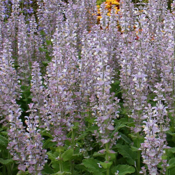 Adaçayı Salvia sclarea tohum