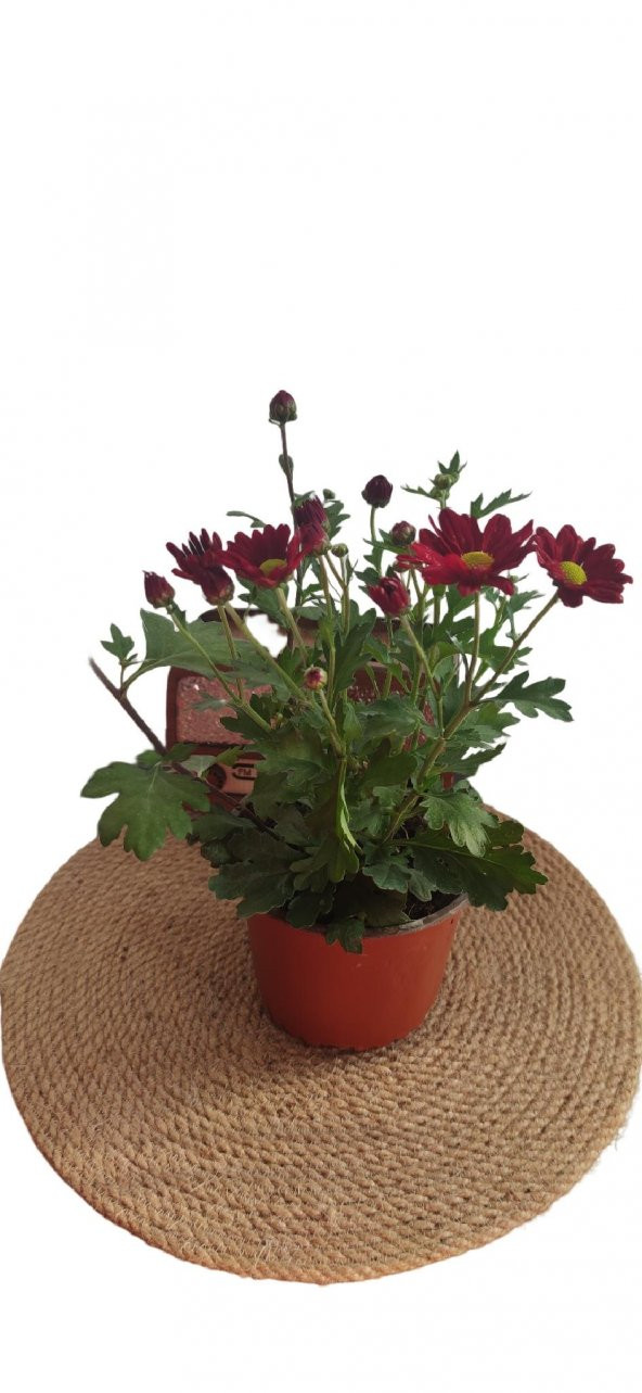 Kasımpatı çiçeği 20-30 cm - 2