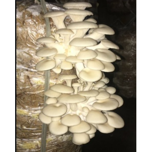 İstiridye mantar kompostu şeffaf 12 lt 6kg - Resim 2