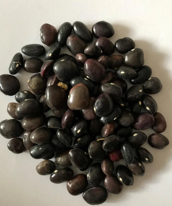 Yerli Ata Tohumu Sırık Uzun-Enli Turşuluk Fasulye 25 Gr (Mor) ürün görseli 1