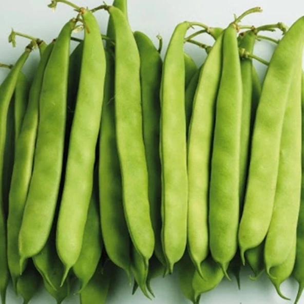 Yerli Ata Tohumu Sırık Ayşe Kadın Erken Fasulye 25 Gr (Siyah-Beyaz Tohum) - Resim 2