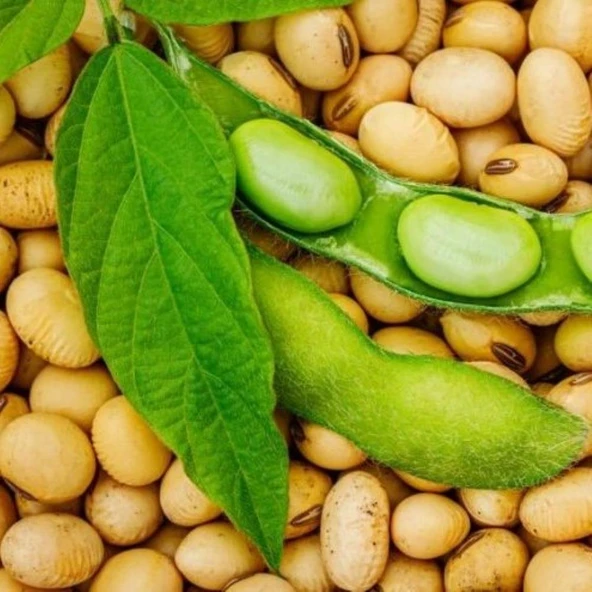 Yerli Ata Tohumu Soya Fasulyesi 25 Gr - Resim 2