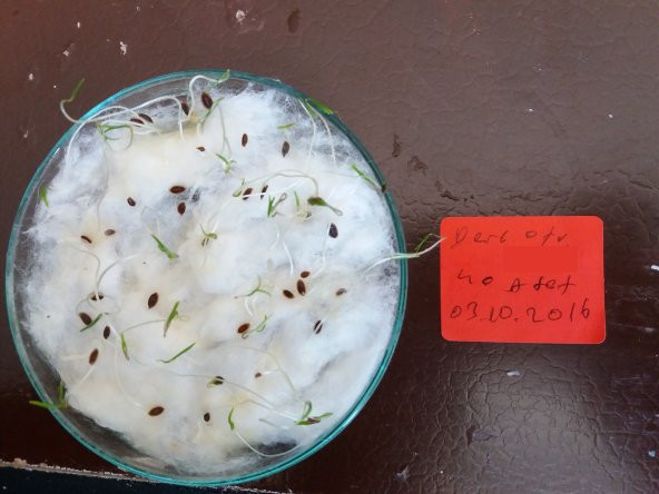 Dereotu Tohumu Toros Meltemi - 10 G (~ Takribi 2500 Tohum) - 2