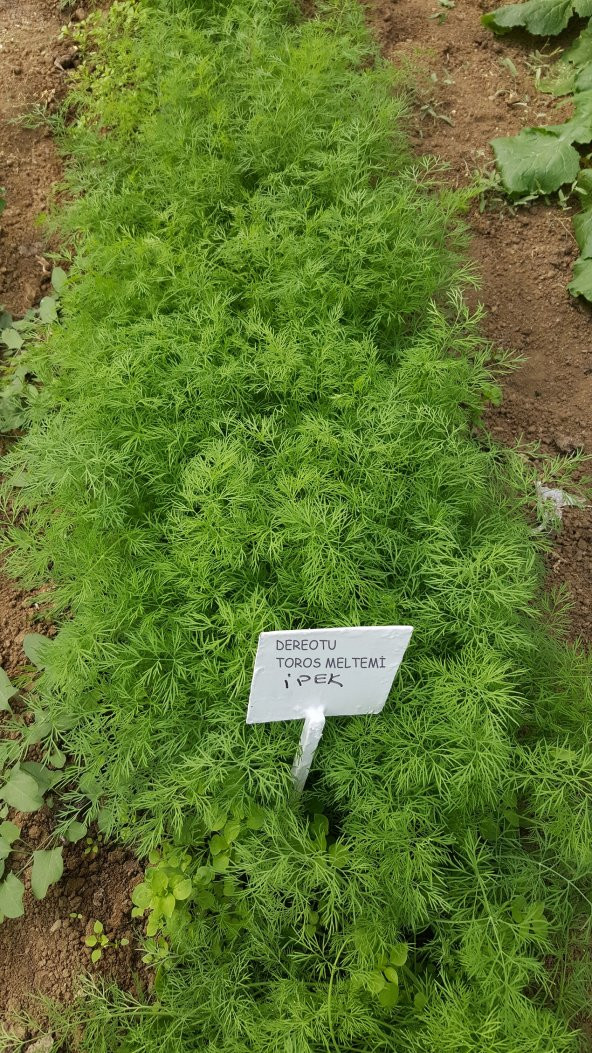 Dereotu Tohumu Toros Meltemi - 10 G (~ Takribi 2500 Tohum) - 3