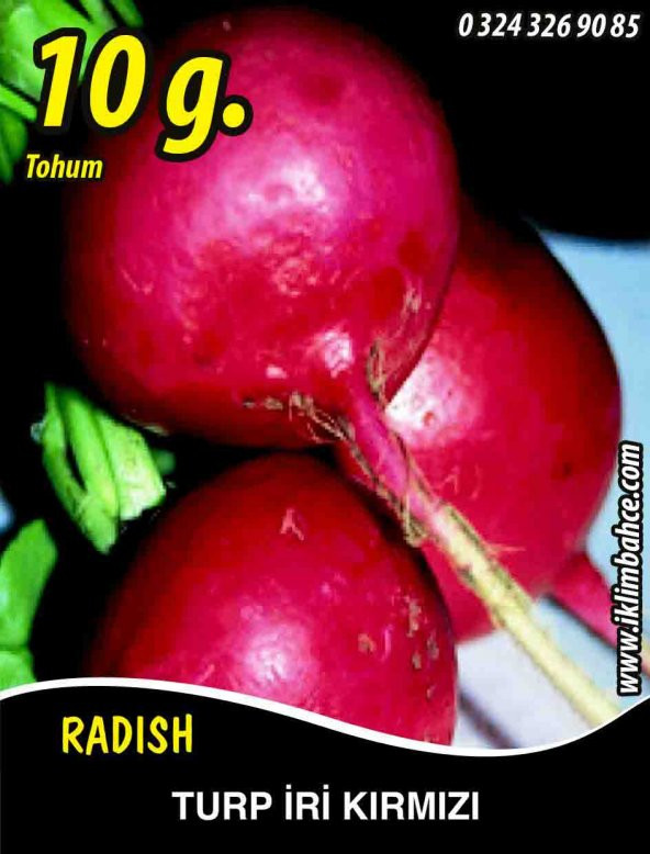 Turp Tohumu Toros Kırmızısı - 10 G (~ Takribi 600 Tohum)