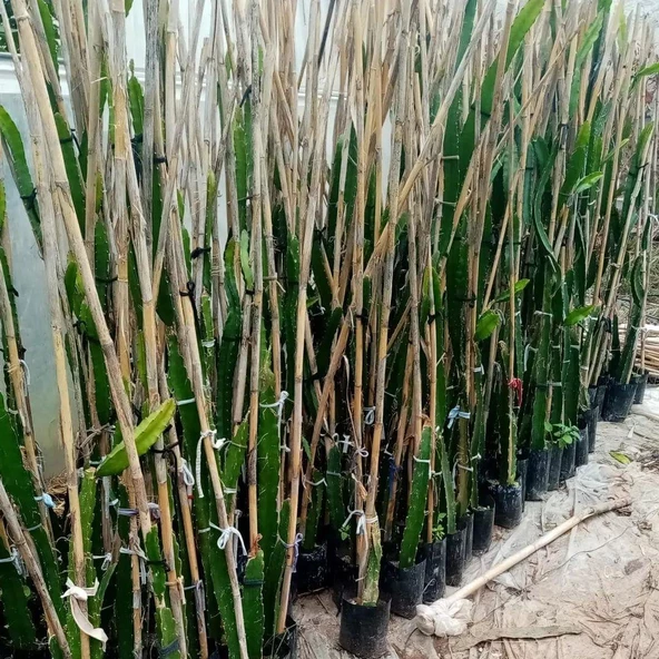 Condor (Özel Tür) Ejder Meyvesi Pitaya Fidanı - Resim 2