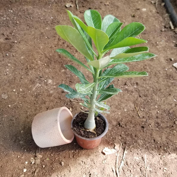 Büyük Boy Arabic Adenium Çöl Gülü Çiçeği Fidanı (Çiçek Açma Yaşında) - 3