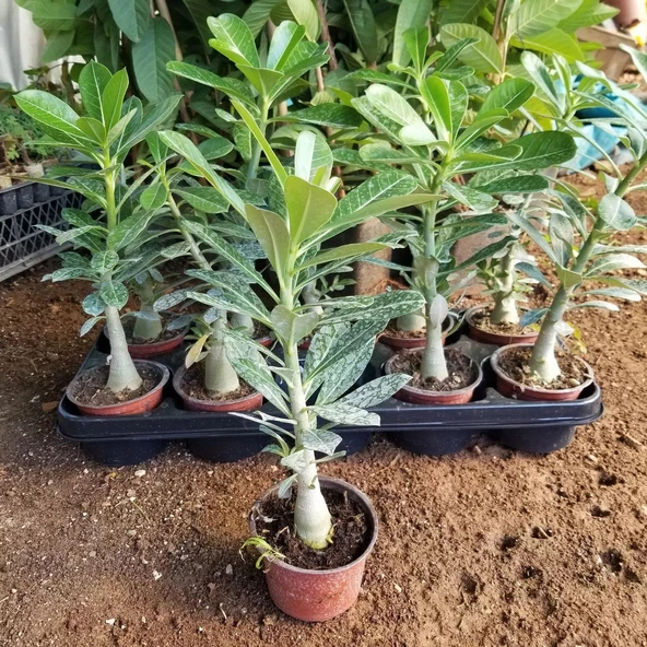 Büyük Boy Arabic Adenium Çöl Gülü Çiçeği Fidanı (Çiçek Açma Yaşında) - 2