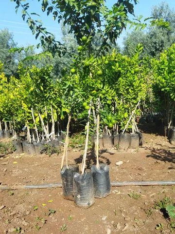 5 Yaş Aşılı Minyatür Çin Turuncu Fidanı +100 cm - 3