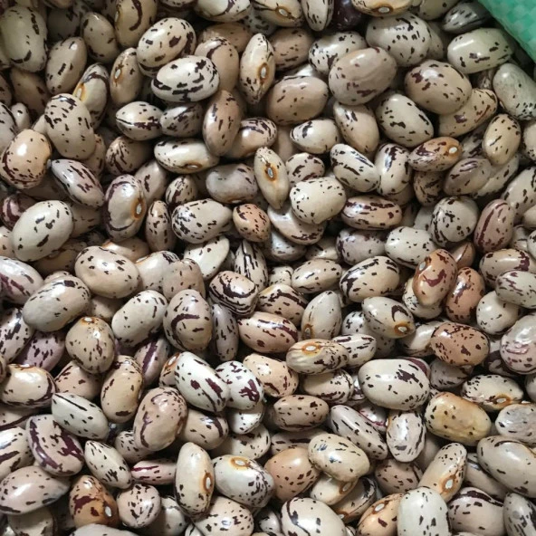 Yerli Ata Tohumu Sırık Barbunya 25 Gr (Yuvarlak İri Tane) ürün görseli 1