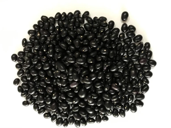 Yerli Ata Tohumu Sırık Erken Fasulye 25 Gr (Siyah) - 2