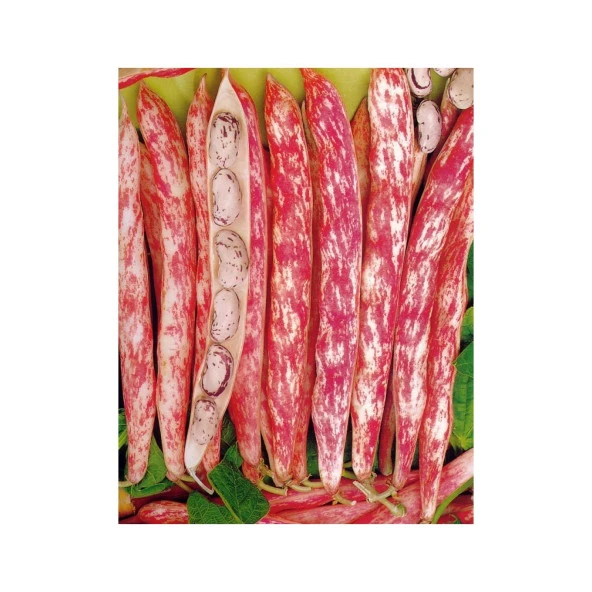 Yerli Ata Tohumu Sırık Barbunya 25 Gr (Uzun Tohum) ürün görseli 1