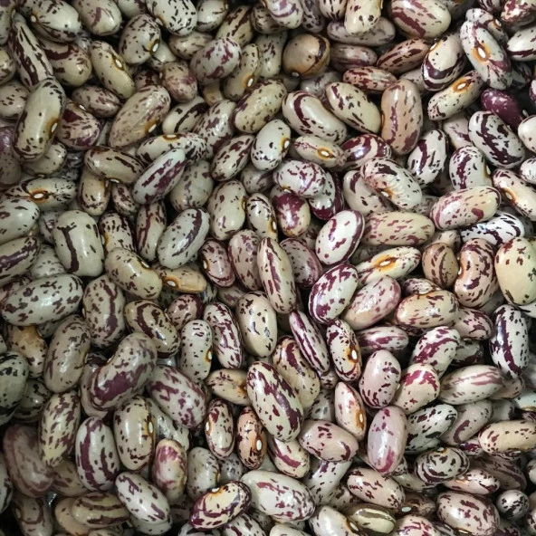 Yerli Ata Tohumu Sırık Barbunya 25 Gr (Uzun Tohum) - Resim 2