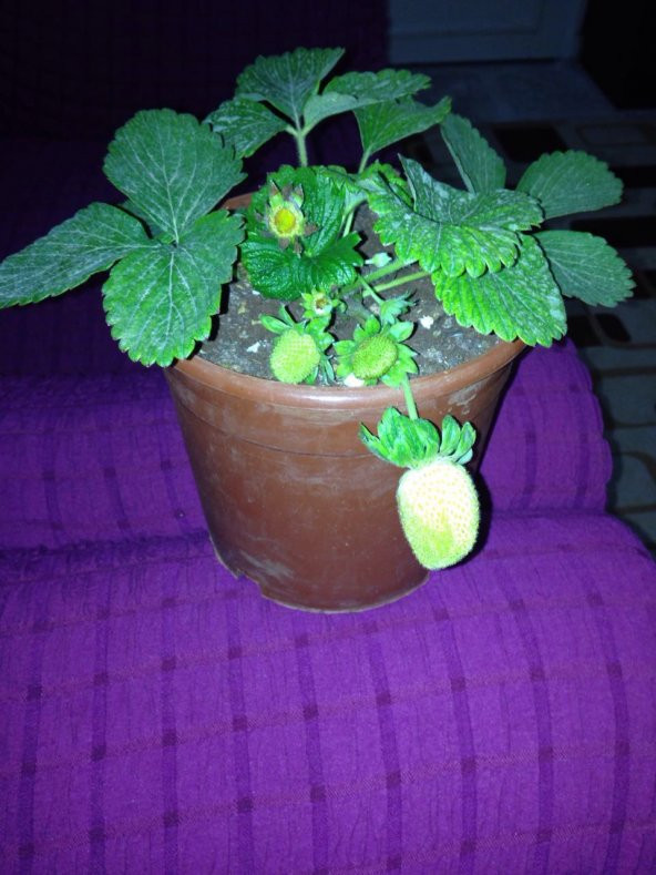 Çilek Tohumu Vista ~ 0,035 G. (~ Takribi 200 Tohum) - 2