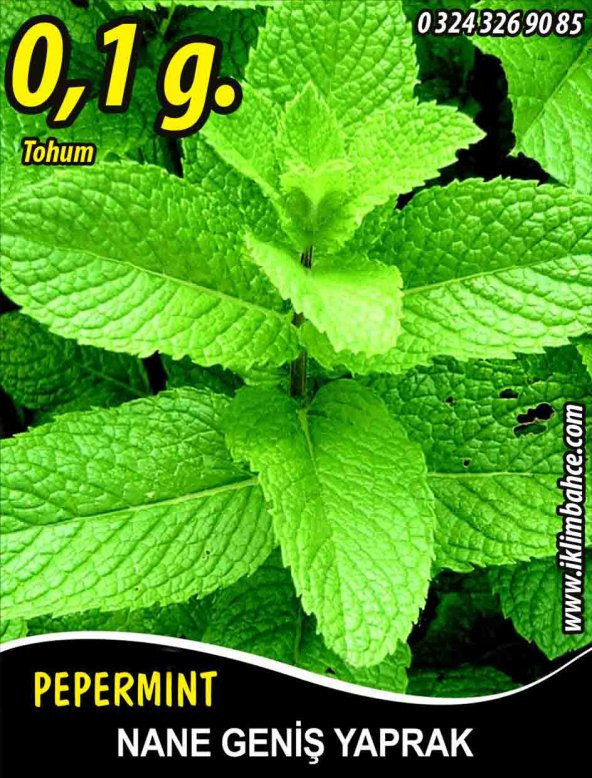Nane Tohumu Geniş Yaprak - ~0,035 G  (~ Takribi 130 Tohum)