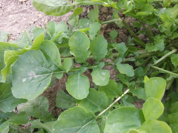 Roka Tohumu Toros İri Yaprak - 25 G. (~ Takribi 5000 Tohum) - 5