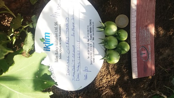 Domates Tohumu Cherry - 1 G (~ Takribi 150 Tohum) - 6