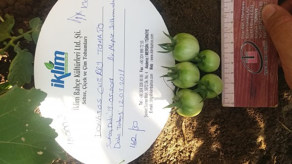 Domates Tohumu Cherry - 1 G (~ Takribi 150 Tohum) - 7