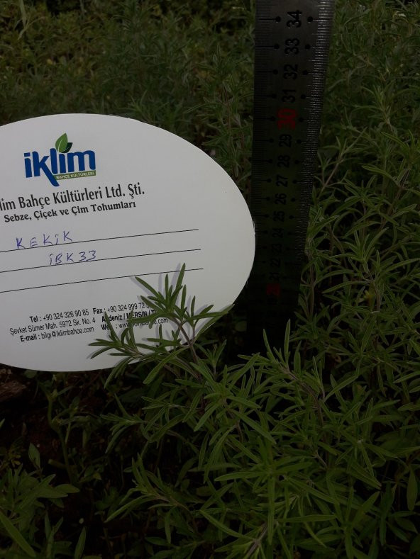 Kekik Tohumu Zahter Satureja Hortensis L - 1 G. (~ Takribi 250 Tohum) - 4
