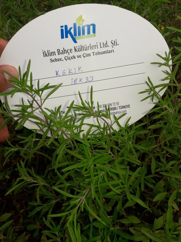 Kekik Tohumu Zahter Satureja Hortensis L - 1 G. (~ Takribi 250 Tohum) - 5