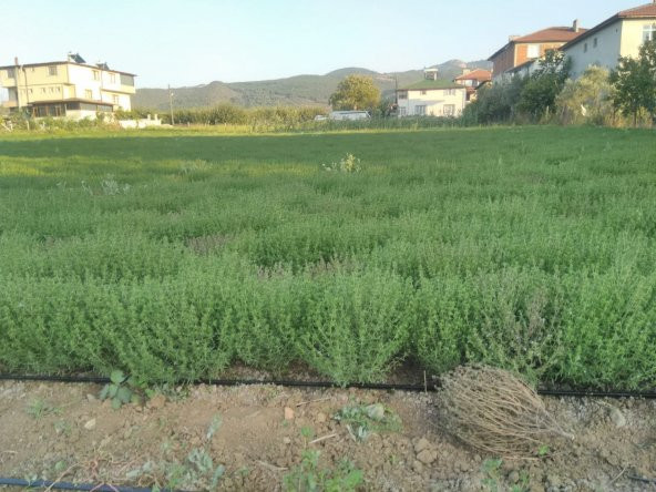 Kekik Tohumu Zahter Satureja Hortensis L - 1 G. (~ Takribi 250 Tohum) - 7