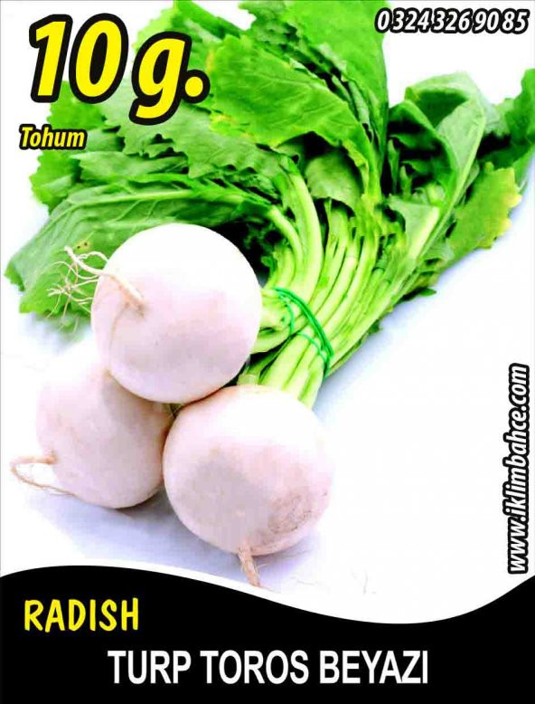 Turp Tohumu Toros Beyazı - 10 G (~ Takribi 600 Tohum)