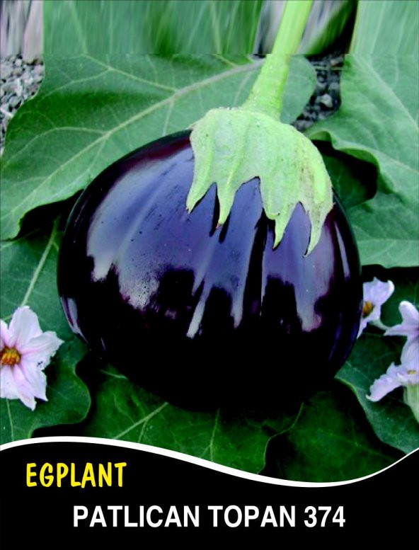 Patlıcan Tohumu Topan 374 - 10G (~ Takribi 1300 Tohum)