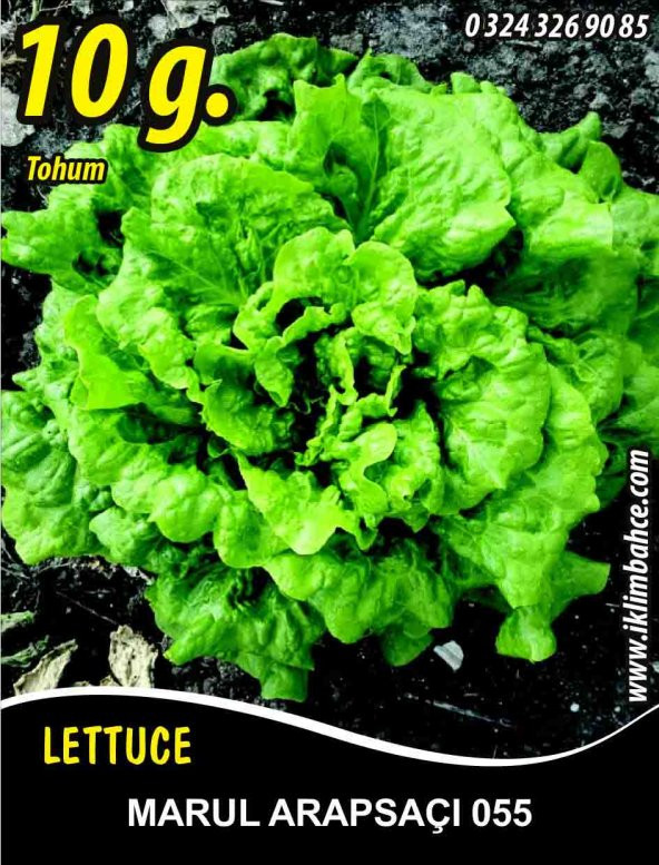 Marul Tohumu Arapsaçı 055 (Kıvırcık) - 10 G (~ Takribi 5500 Tohum) ürün görseli 1