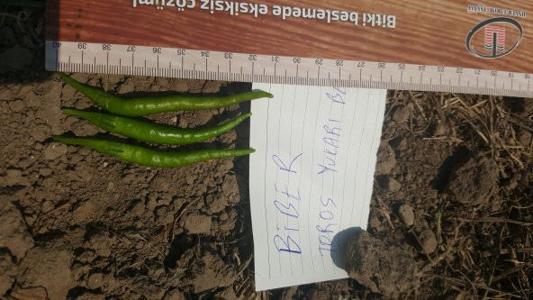 Biber Tohumu Toros Yukarı Bakan Yeşil Süs - 5 g (~ Takribi 400 Tohum) - 3