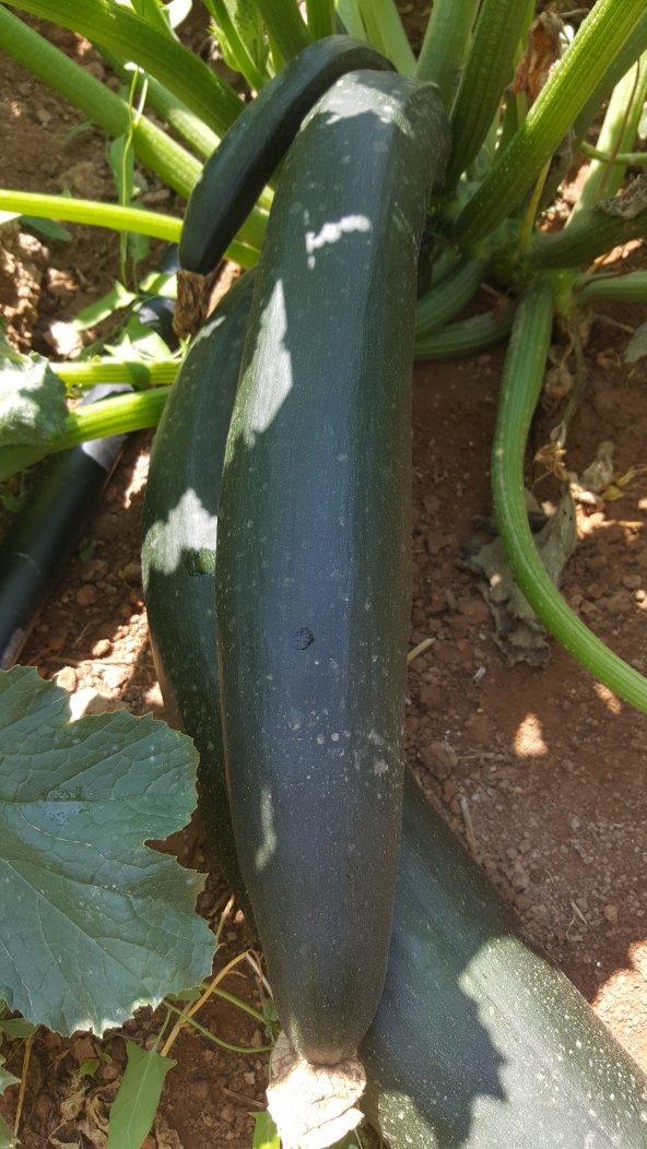 Kabak Tohumu Siyah Dolmalık 10 G. (~ Takribi 35 Tohum) - 4