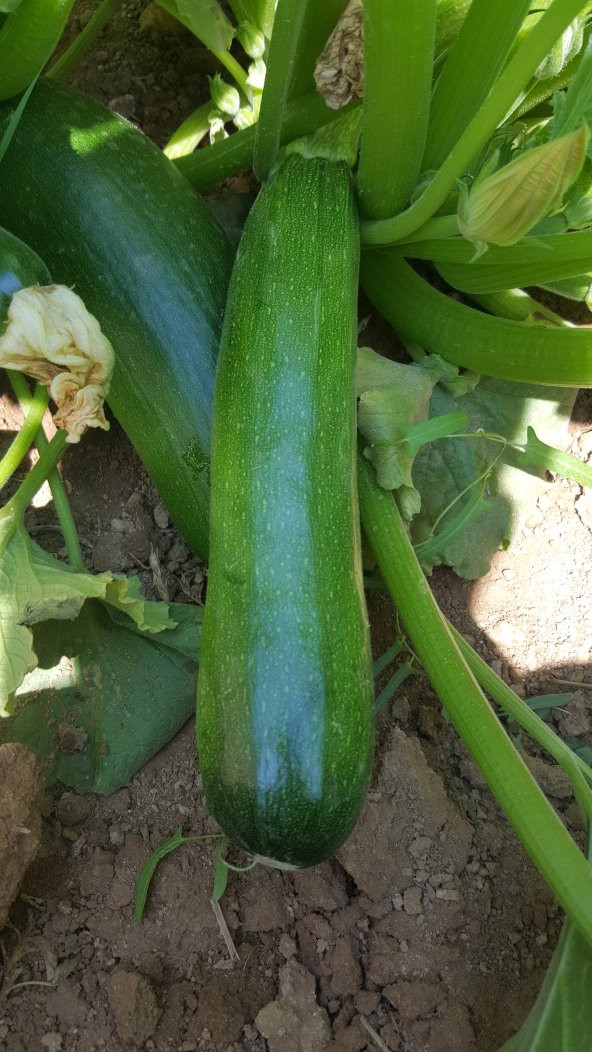 Kabak Tohumu Siyah Dolmalık 10 G. (~ Takribi 35 Tohum) - 6