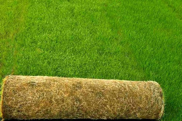 Çim Tohumu Karışım Spot - 4 M - 10 Kg