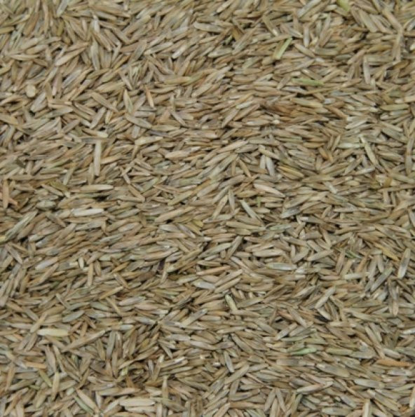 Çim Tohumu Karışım Spot - 4 M - 10 Kg - 2