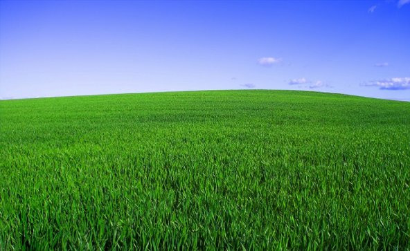 Çim Tohumu Karışım Spot - 4 M - 10 Kg - 3