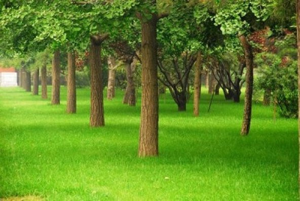 Çim Tohumu Karışım Spot - 4 M - 10 Kg - 5