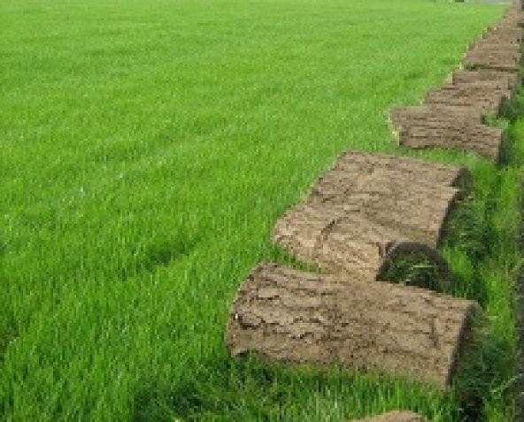 Çim Tohumu Karışım Spot - 4 M - 10 Kg - 6