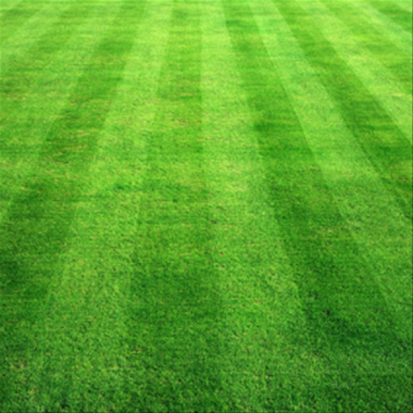 Çim Tohumu Karışım Spot - 4 M - 10 Kg - 8