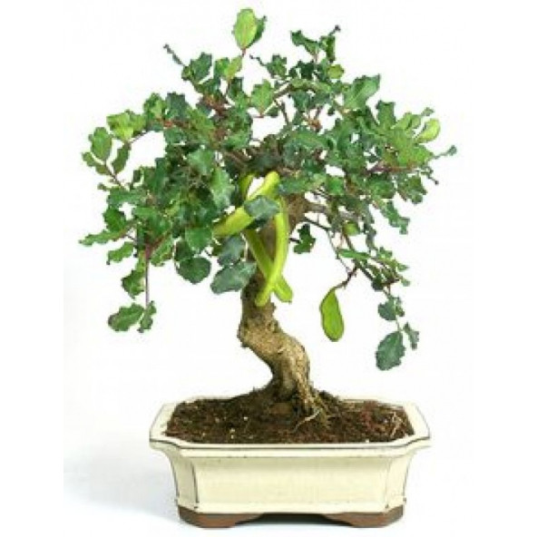 Bodur Keçi Boynuzu Bonzai Ağacı Tohumu 3 Tohum +Hediye Bonsai Toh