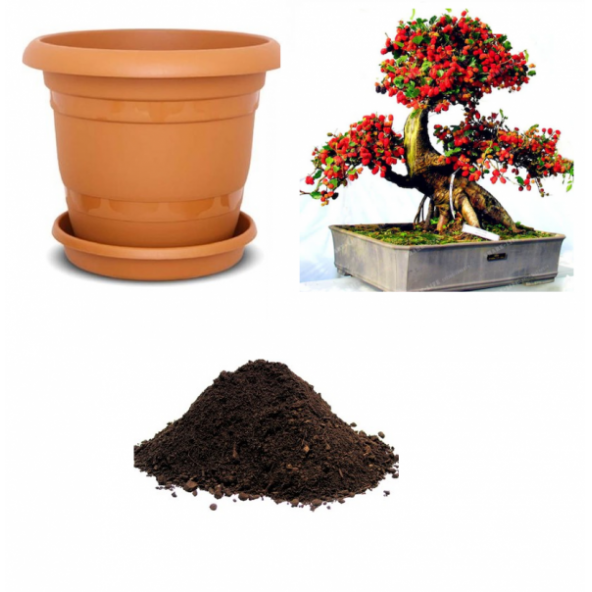 İthal Karadut Bonsai Ağacı Tohumu Ekim Seti