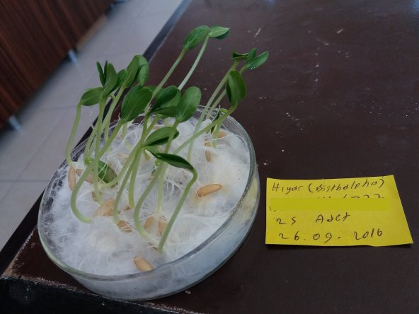 Hıyar Tohumu Salatalık Beith Alpha - 3 G (~ Takribi 60 Tohum) - 3